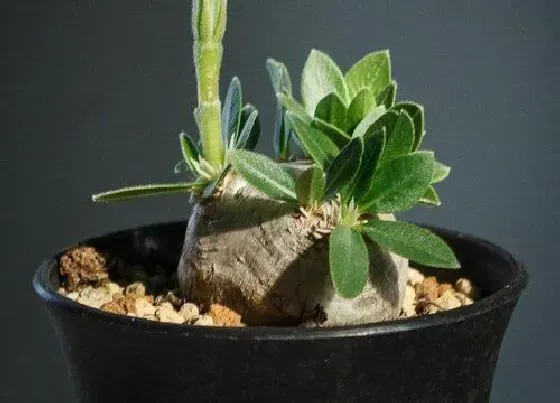 植物排行|十大最贵的多肉排行榜（最名贵稀有又值钱的多肉植物）