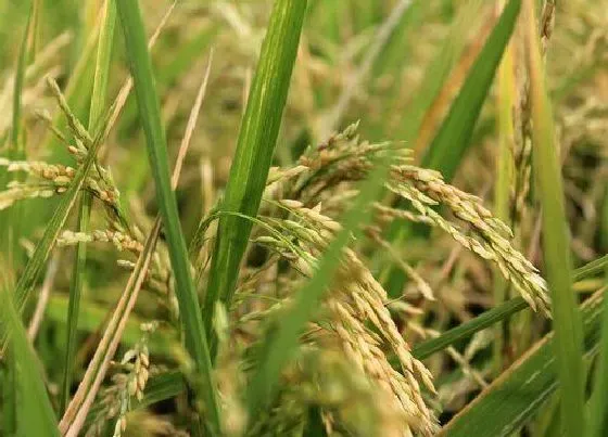 植物种类|水稻是裸子植物吗