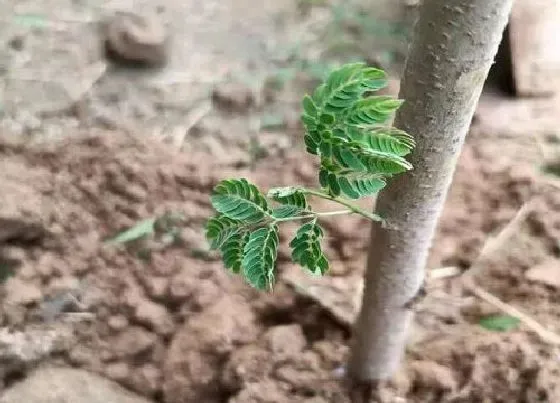 不开花|凤凰木为什么不开花