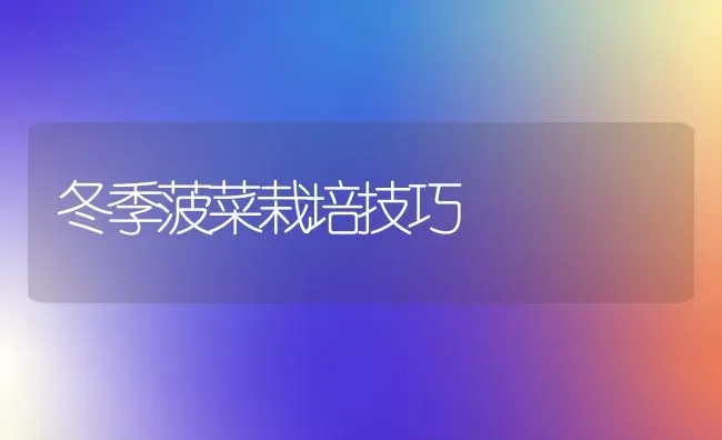 冬季菠菜栽培技巧 | 蔬菜种植
