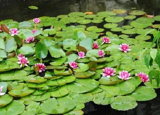 花期|一片莲花期多长时间