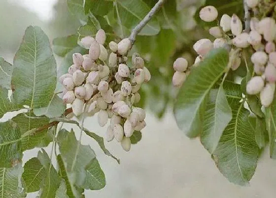 植物百科|开心果生长在什么地方