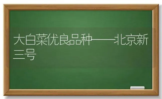 大白菜优良品种——北京新三号 | 蔬菜种植