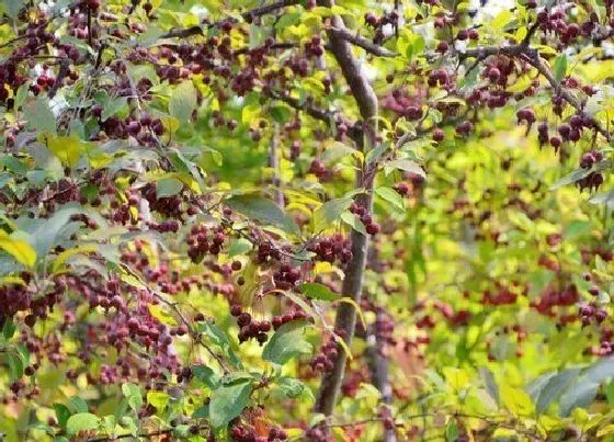 种植管理|胭脂果什么季节种植合适