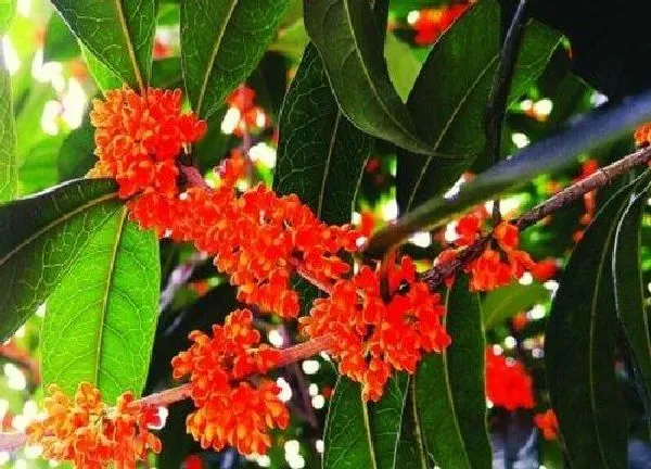 植物浇水|桂花夏天多久浇一次水 夏天浇水方法