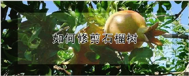 如何修剪石榴树 | 养殖技术