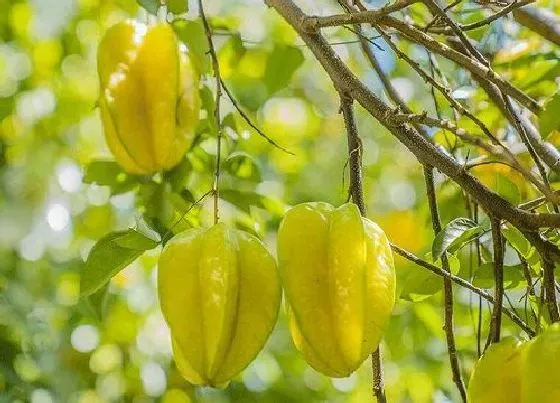 冬天植物|杨桃耐寒多少度