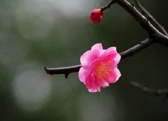 花卉百科|南京的市花是什么花
