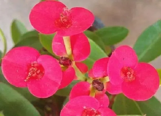 植物百科|刺梅花对人身体有害吗