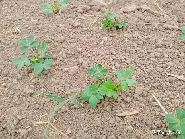 种植管理|麦茬花生的种植时间与管理技术，麦茬花生怎么栽种最高产）