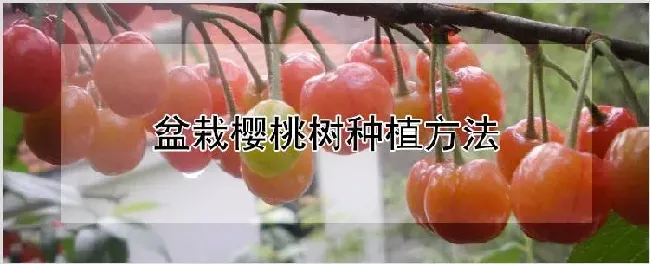 盆栽樱桃树种植方法 | 耕种资料