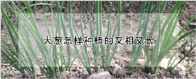 大葱怎样种植的又粗又长 | 农业科普