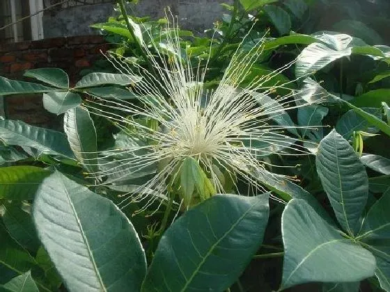 植物百科|发财树会开花吗 开花的颜色与样子