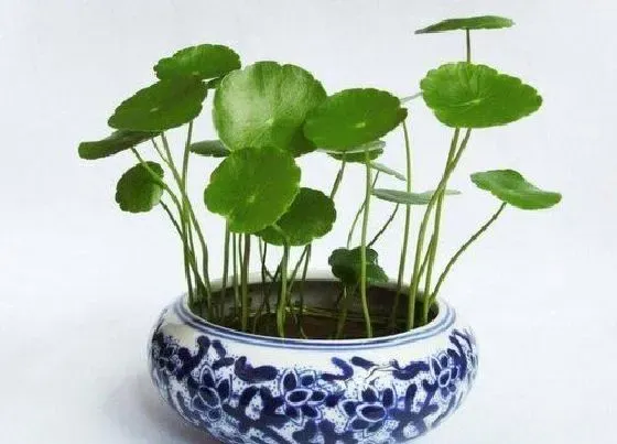 植物种类|铜钱草和积雪草是一种植物吗