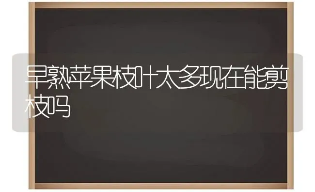 早熟苹果枝叶太多现在能剪枝吗 | 瓜果种植