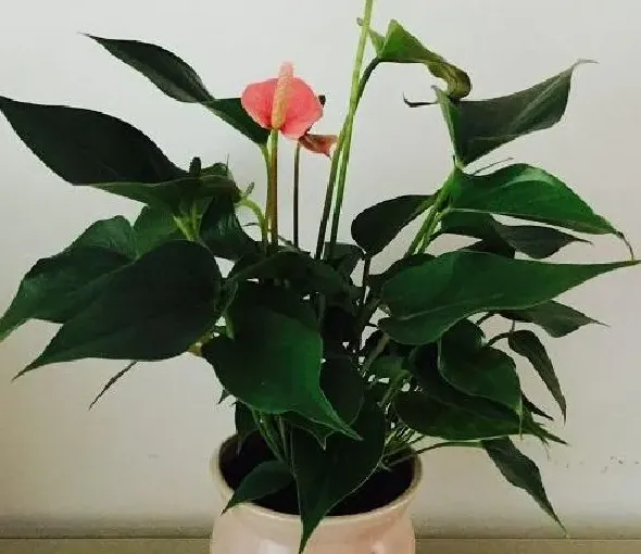 养殖方法|粉掌水培好还是土培好