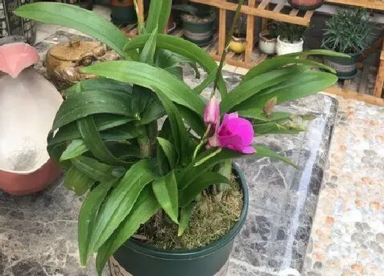 植物寓意|代表勇气和坚强的植物有哪些