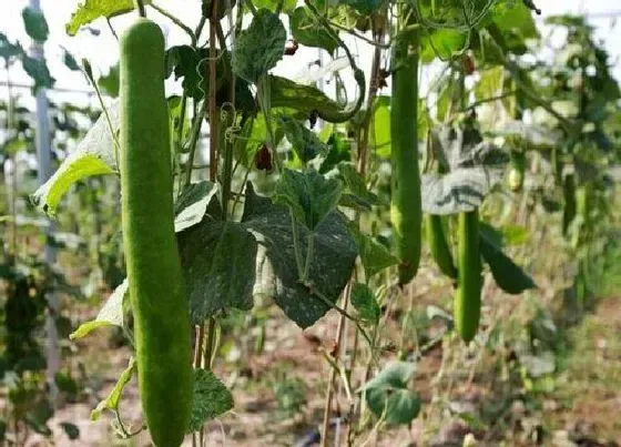 植物施肥|瓠瓜追肥用什么肥料好