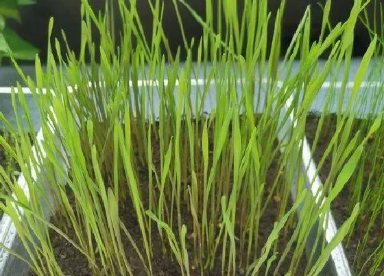 生长环境|黑麦草适合什么地方种植