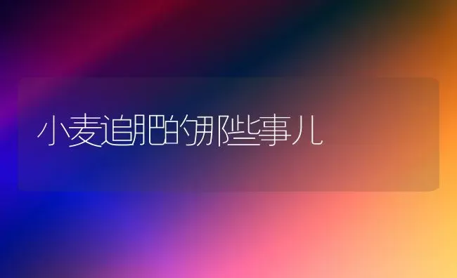 “农大超甜1号”玉米高产栽培技术 | 粮油作物种植