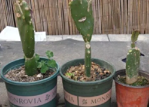 植物移栽|仙人掌什么时候移栽最好（仙人掌换盆的最佳时间）