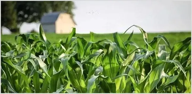 玉米要怎样除草？玉米除草有药物吗 | 植物病害