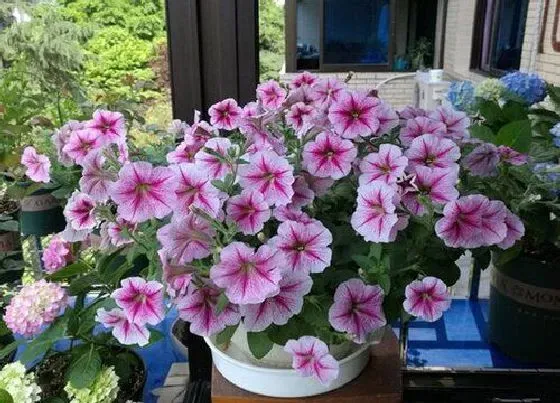 种植百科|矮牵牛种植多久开花 播种到开花要多长时间