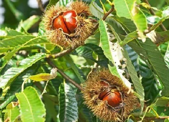 种植管理|坚果树几年结果实