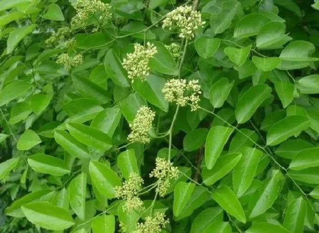 开花时间|黄花梨什么时候开花 一般几月开花