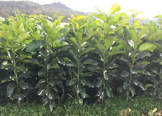 冬天植物|柚子树耐寒多少度