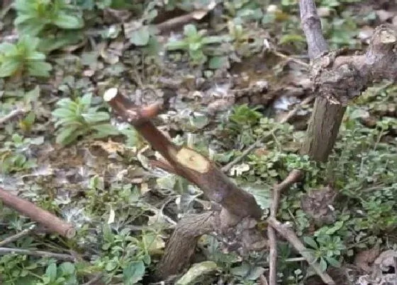 种植管理|葡萄树摘心打顶时间与方法