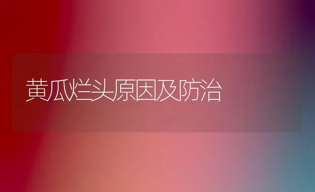 黄瓜烂头原因及防治 | 蔬菜种植