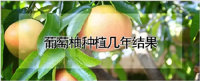 葡萄柚种植几年结果 | 农业技术