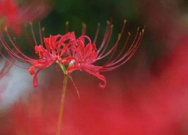 养殖方法|石蒜花怎么养长的好