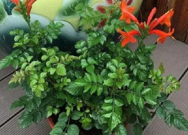 养殖科普|凌霄花可以盆栽吗