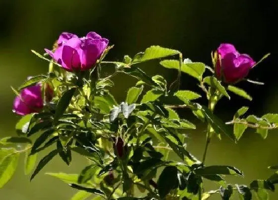 植物排行|食用玫瑰花苗什么品种最好