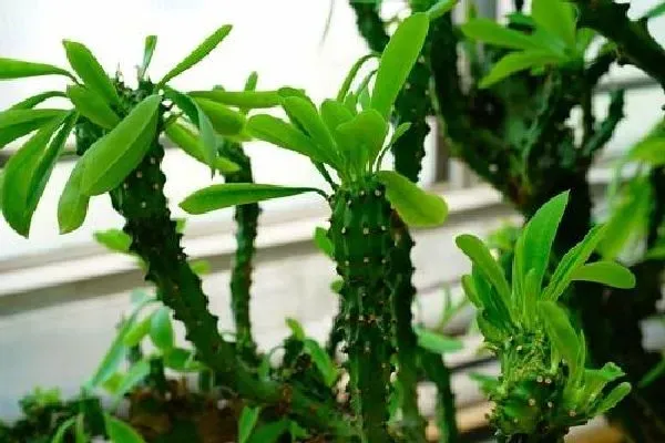 植物浇水|麒麟掌浇水时间和正确方法