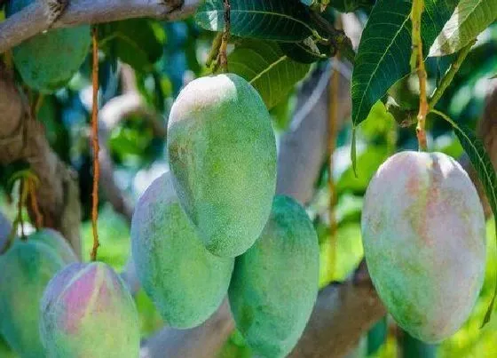 果实成熟|攀枝花芒果几月份成熟上市 攀枝花芒果哪个品种最好吃