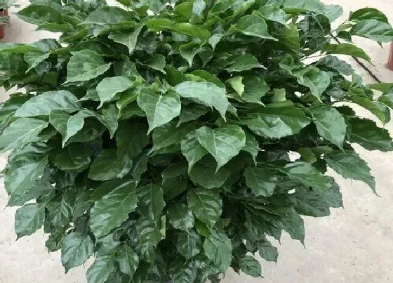 植物修剪|幸福树徒长了怎么办
