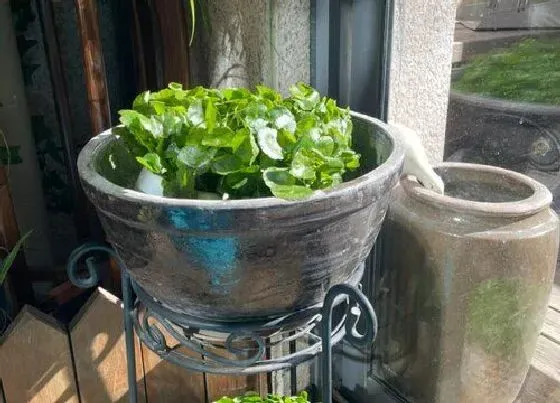 植物种类|铜钱草和积雪草是一种植物吗