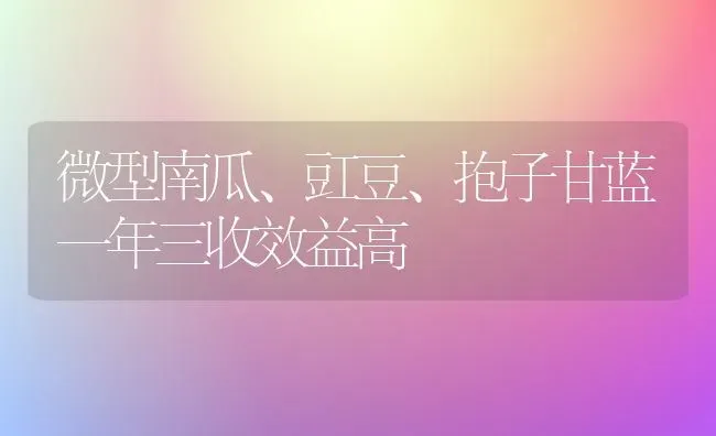 微型南瓜、豇豆、抱子甘蓝一年三收效益高 | 蔬菜种植