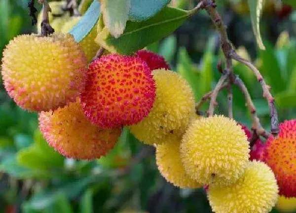 植物扦插|杨梅树可以扦插吗