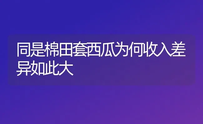 同是棉田套西瓜为何收入差异如此大 | 瓜果种植