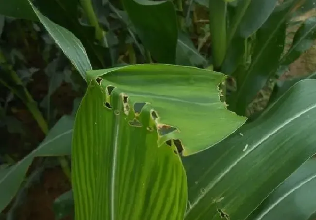 植物虫害|玉米螟用什么药效果最好（玉米螟打什么杀虫剂农药）