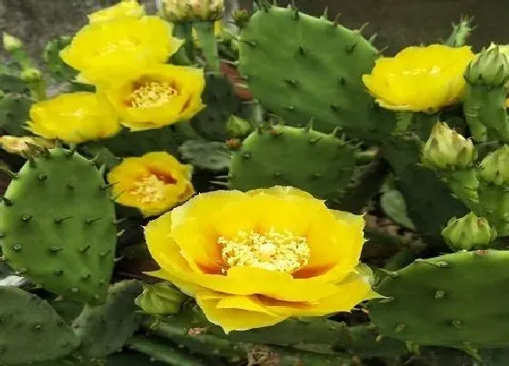 花卉百科|代表勇敢的花