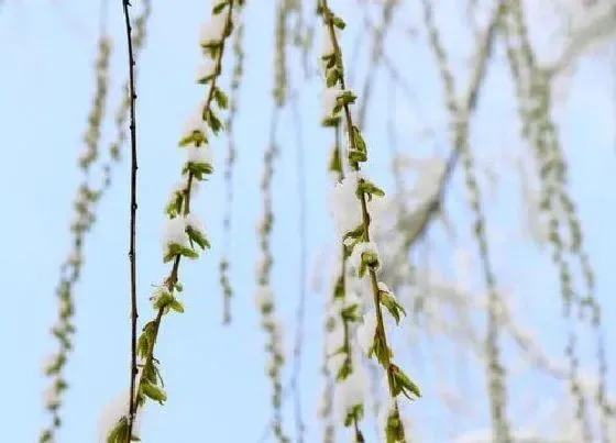 摆放风水|家里养雪柳风水好吗