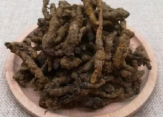 植物排行|黄连什么品种最好