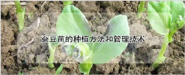 蚕豆苗的种植方法和管理技术 | 养殖技术
