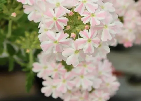 植物种类|秋播花卉品种