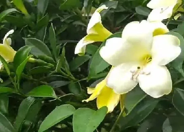 养殖方法|非洲茉莉可以水培吗 水培扦插方法和注意事项